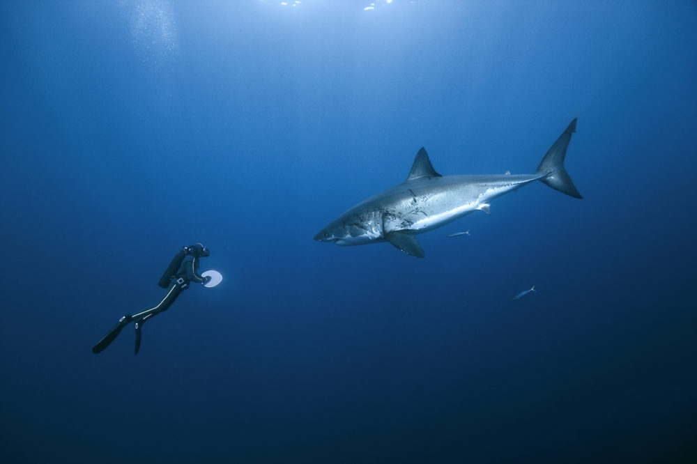 François Sarano et le grand requin blanc